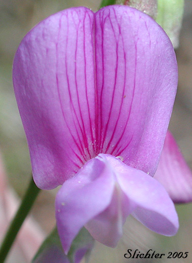 Close-up of the banner of Nevada Pea, Sierra Pea, Sierran Peavine: Lathyrus nevadensis var. nevadensis (Synonyms: Lathyrus lanceolatus, Lathyrus nevadensis ssp. lanceolatus, Lathyrus nevadensis ssp. lanceolatus var. nuttallii, Lathyrus nevadensis ssp. lanceolatus var. pilosellus, Lathyrus nevadensis ssp. nevadensis, Lathyrus nevadensis var. nuttallii, Lathyrus nevadensis var. pilosellus, Lathyrus nuttallii)