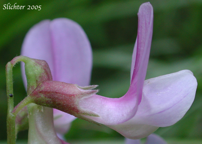 Close-up sideview of the flower of Nevada Pea, Sierra Pea, Sierran Peavine: Lathyrus nevadensis var. nevadensis (Synonyms: Lathyrus lanceolatus, Lathyrus nevadensis ssp. lanceolatus, Lathyrus nevadensis ssp. lanceolatus var. nuttallii, Lathyrus nevadensis ssp. lanceolatus var. pilosellus, Lathyrus nevadensis ssp. nevadensis, Lathyrus nevadensis var. nuttallii, Lathyrus nevadensis var. pilosellus, Lathyrus nuttallii)