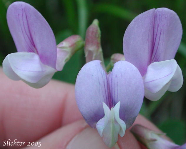Frontal view of the flowers of Nevada Pea, Sierra Pea, Sierran Peavine: Lathyrus nevadensis var. nevadensis (Synonyms: Lathyrus lanceolatus, Lathyrus nevadensis ssp. lanceolatus, Lathyrus nevadensis ssp. lanceolatus var. nuttallii, Lathyrus nevadensis ssp. lanceolatus var. pilosellus, Lathyrus nevadensis ssp. nevadensis, Lathyrus nevadensis var. nuttallii, Lathyrus nevadensis var. pilosellus, Lathyrus nuttallii)