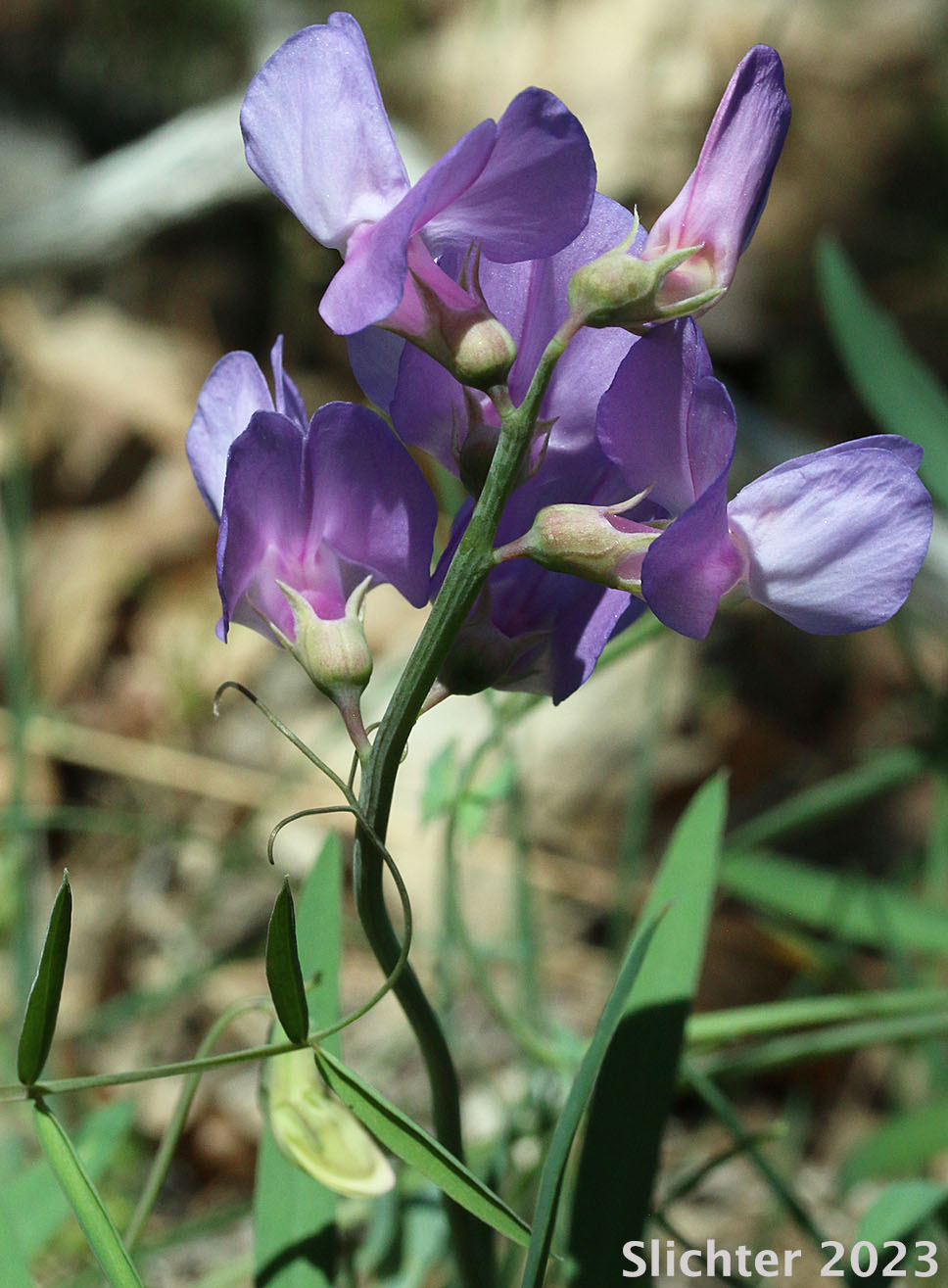Few-flowered Pea, Few-flowered Vetchling, Utah Sweet Pea: Lathyrus pauciflorus var. pauciflorus (Synonyms: Lathyrus pauciflorus ssp. pauciflorus, Lathyrus pauciflorus var. tenuior)