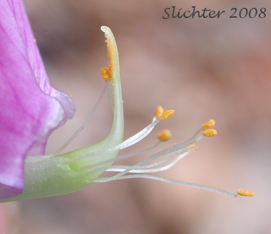 Internal flower parts of Few-flowered Pea, Few-flowered Vetchling, Utah Sweet Pea: Lathyrus pauciflorus var. pauciflorus (Synonyms: Lathyrus pauciflorus ssp. pauciflorus, Lathyrus pauciflorus var. tenuior)