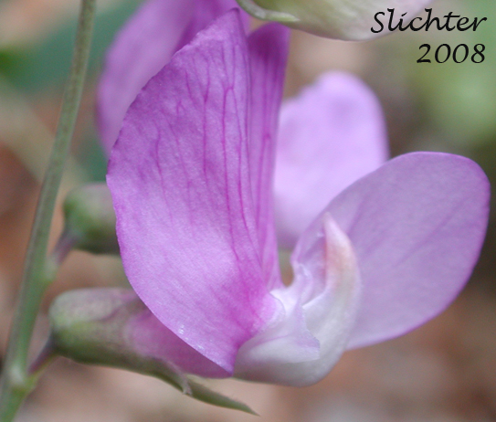 Flower of Few-flowered Pea, Few-flowered Vetchling, Utah Sweet Pea: Lathyrus pauciflorus var. pauciflorus (Synonyms: Lathyrus pauciflorus ssp. pauciflorus, Lathyrus pauciflorus var. tenuior)