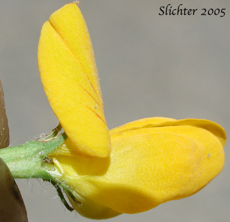 Close-up sideview of a flower of Birdsfoot Trefoil, Birdsfoot-trefoil, Garden Bird's-foot Trefoil, Birdfoot Deervetch: Lotus corniculatus (Synonyms: Lotus corniculatus var. arvensis, Lotus tenuis)