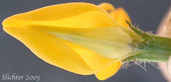 Close-up underside view of a flower of Birdsfoot Trefoil, Birdsfoot-trefoil, Garden Bird's-foot Trefoil, Birdfoot Deervetch: Lotus corniculatus (Synonyms: Lotus corniculatus var. arvensis, Lotus tenuis)