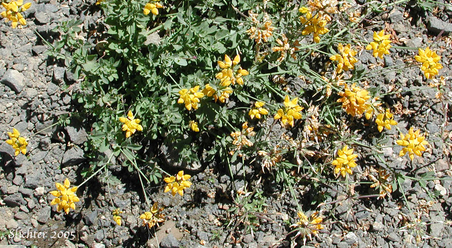 Birdsfoot Trefoil, Birdsfoot-trefoil, Garden Bird's-foot Trefoil, Birdfoot Deervetch: Lotus corniculatus (Synonyms: Lotus corniculatus var. arvensis, Lotus tenuis)