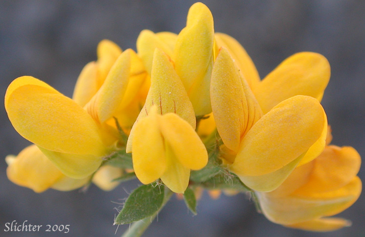 Close-up sideview of the inflorescence of Birdsfoot Trefoil, Birdsfoot-trefoil, Garden Bird's-foot Trefoil, Birdfoot Deervetch: Lotus corniculatus (Synonyms: Lotus corniculatus var. arvensis, Lotus tenuis)
