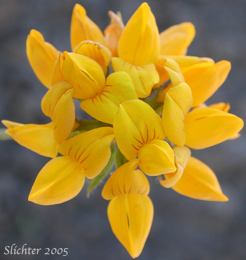 Close-up view from above of the inflorescence of Birdsfoot Trefoil, Birdsfoot-trefoil, Garden Bird's-foot Trefoil, Birdfoot Deervetch: Lotus corniculatus (Synonyms: Lotus corniculatus var. arvensis, Lotus tenuis)