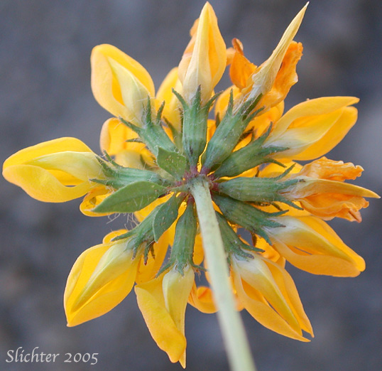 Close-up view of the underside of the inflorescence of Birdsfoot Trefoil, Birdsfoot-trefoil, Garden Bird's-foot Trefoil, Birdfoot Deervetch: Lotus corniculatus (Synonyms: Lotus corniculatus var. arvensis, Lotus tenuis)