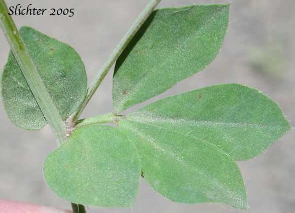 Stem leaf of Birdsfoot Trefoil, Birdsfoot-trefoil, Garden Bird's-foot Trefoil, Birdfoot Deervetch: Lotus corniculatus (Synonyms: Lotus corniculatus var. arvensis, Lotus tenuis)