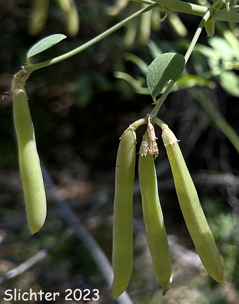 Maturing fruits of Big Deervetch, Thick-leaf Deervetch: Hosackia crassifolia var. crassifolia (Synonym: Lotus crassifolius var. crassifolius)