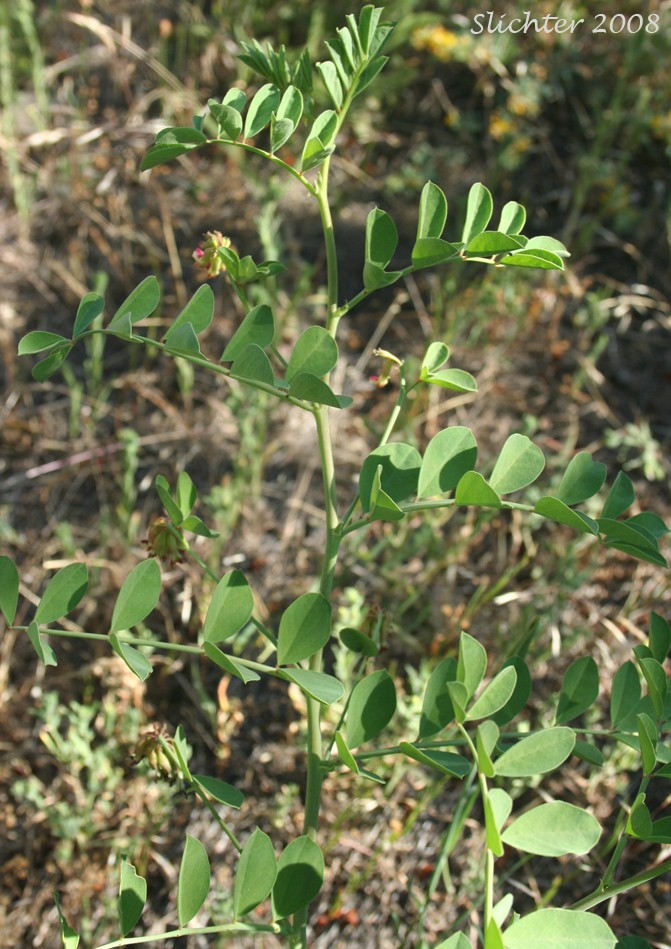 Big Deervetch, Thick-leaf Deervetch: Hosackia crassifolia var. crassifolia (Synonym: Lotus crassifolius var. crassifolius)
