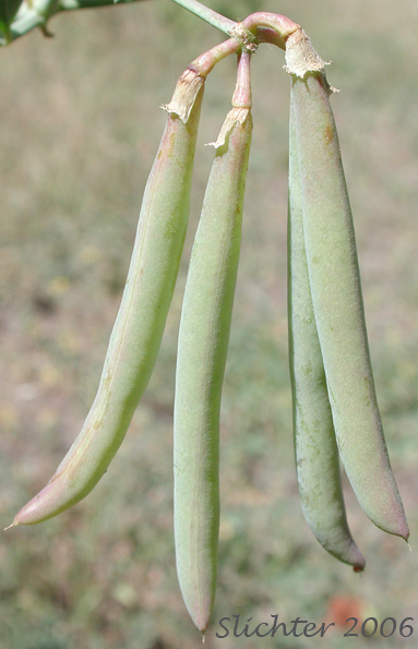 Fruits of Big Deervetch, Thick-leaf Deervetch: Hosackia crassifolia var. crassifolia (Synonym: Lotus crassifolius var. crassifolius)