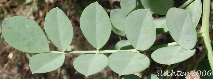 Pinnately compound leaf of Big Deervetch, Thick-leaf Deervetch: Hosackia crassifolia var. crassifolia (Synonym: Lotus crassifolius var. crassifolius)