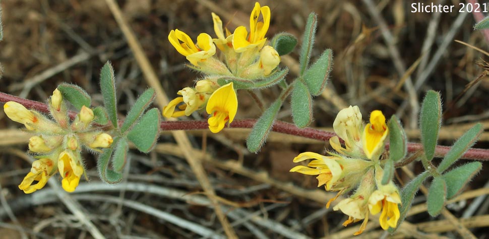 Nevada Deervetch, Nevada Bird's-foot Trefoil: Acmispon nevadensis var. nevadensis (Synonyms: Hosackia decumbens, Lotus douglasii, Lotus nevadensis var. douglasii, Lotus nevadensis var. nevadensis