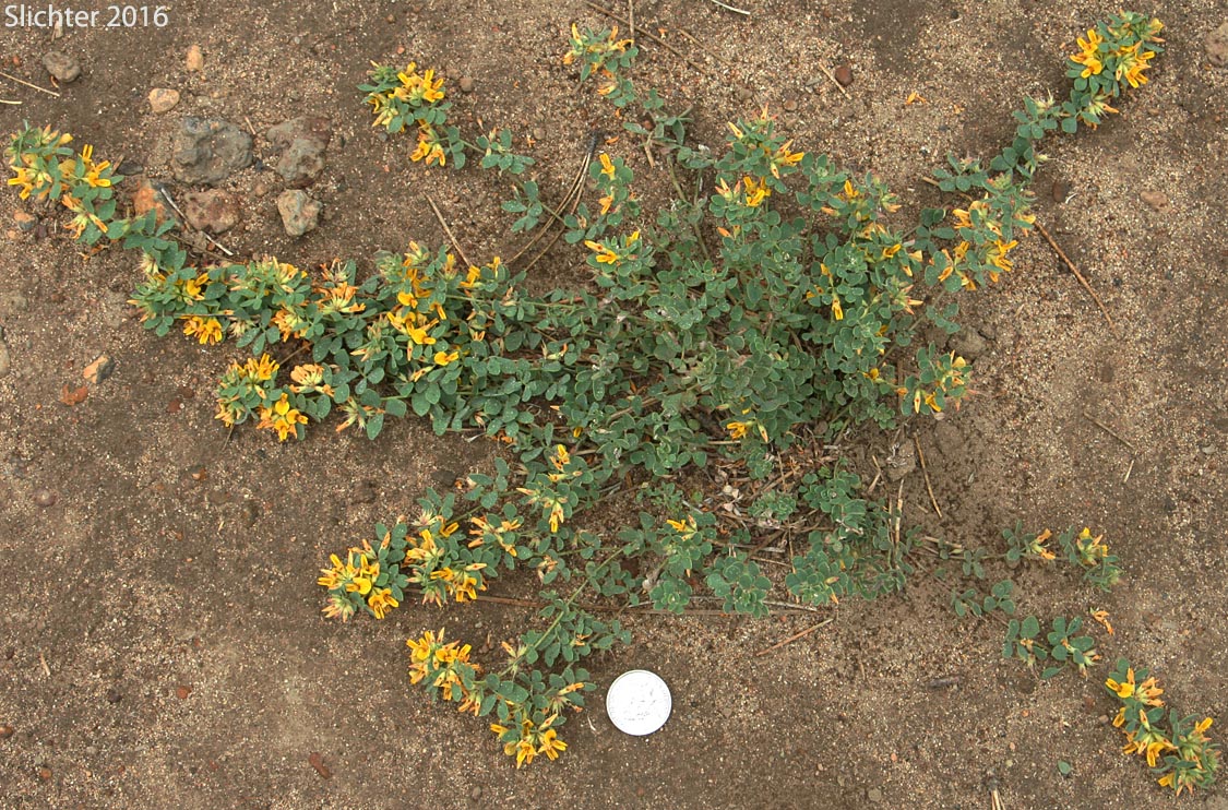 Nevada Deervetch, Nevada Bird's-foot Trefoil: Acmispon nevadensis var. nevadensis (Synonyms: Lotus douglasii, Lotus nevadensis var. douglasii, Lotus nevadensis var. nevadensis)