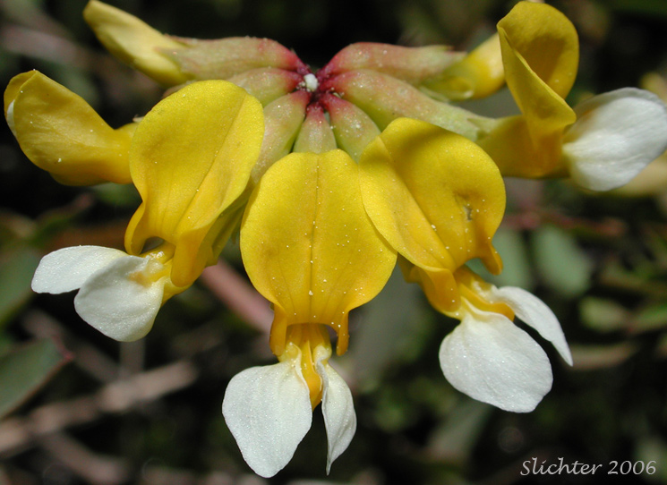 Inflorescence of Bog Deervetch, Meadow Deervetch, Meadow Bird's-foot Trefoil: Hosackia pinnata (Synonyms: Lotus bicolor, Lotus pinnatus)