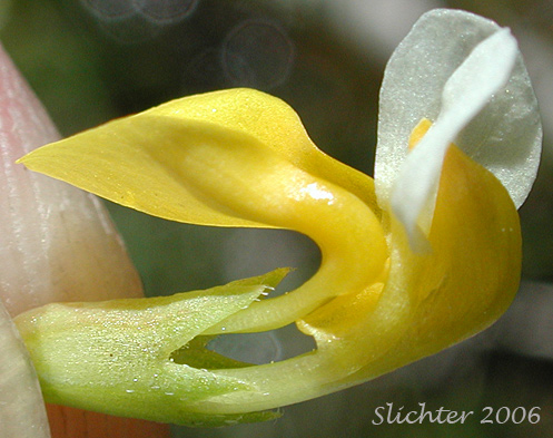 Close-up sideview of the flower of Bog Deervetch, Meadow Deervetch, Meadow Bird's-foot Trefoil: Hosackia pinnata (Synonyms: Lotus bicolor, Lotus pinnatus)