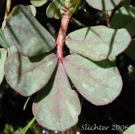 Leaf of Bog Deervetch, Meadow Deervetch, Meadow Bird's-foot Trefoil: Hosackia pinnata (Synonyms: Lotus bicolor, Lotus pinnatus)