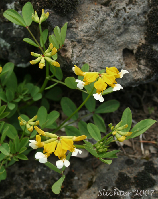 Bog Deervetch, Meadow Deervetch, Meadow Bird's-foot Trefoil: Hosackia pinnata (Synonyms: Lotus bicolor, Lotus pinnatus)