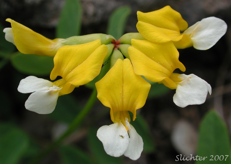 Close-up of the inflorescence of Bog Deervetch, Meadow Deervetch, Meadow Bird's-foot Trefoil: Hosackia pinnata (Synonyms: Lotus bicolor, Lotus pinnatus)