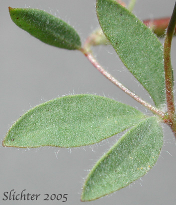 Stem leaves of American Bird's-foot Trefoil, Pursh's Lotus, Spanish-clover: Acmispon americanus var. americanus (Synonyms: Hosackia americana, Lotus americanus, Lotus purshiana, Lotus purshianus var. glaber, Lotus purshiana var. purshiana, Lotus unifoliolatus var. unifoliolatus)