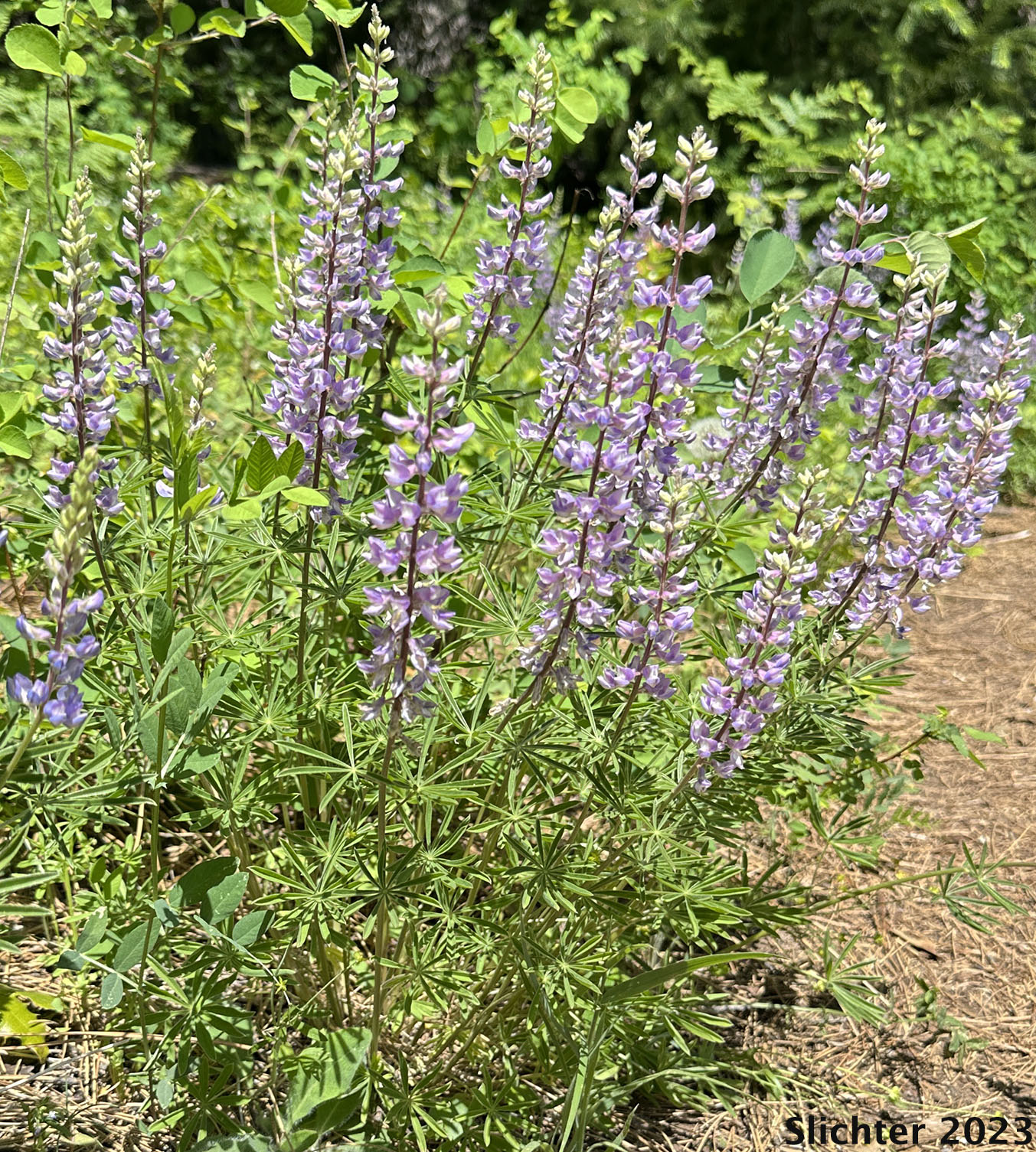 Silvery Lupine, Longspur Lupine, Spur Lupine, Spurred Lupine: Lupinus arbustus (Synonyms: Lupinus amniculi-putori, Lupinus arbustus ssp. arbustus, Lupinus arbustus ssp. calcaratus, Lupinus arbustus ssp. neolaxiflorus, Lupinus arbustus ssp. pseudoparviflorus, Lupinus arbustus ssp. silvicola, Lupinus arbustus var. calcaratus, Lupinus arbustus var. montanus, Lupinus argenteus var. laxiflorus , Lupinus argenteus var. stenophyllus , Lupinus argenteus var. tenellus , Lupinus calcaratus, Lupinus caudatus var. submanens, Lupinus laxiflorus, Lupinus laxiflorus var. arbustus, Lupinus laxiflorus var. calcaratus, Lupinus laxiflorus var. cognatus, Lupinus laxiflorus var. elmerianus, Lupinus laxiflorus var. laxiflorus, Lupinus laxiflorus var. lyleanus, Lupinus laxiflorus var. pseudoparviflorus, Lupinus laxiflorus var. silvicola, Lupinus laxispicatus, Lupinus mucronulatus var. umatillensis, Lupinus wenachensis, Lupinus yakimensis)