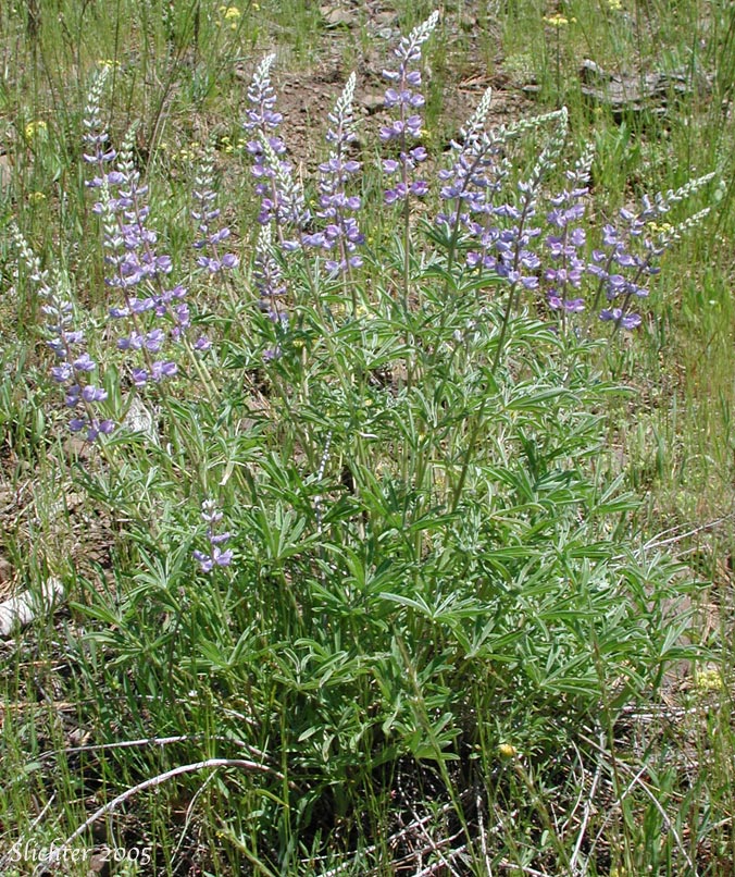 Longspur Lupine, Spur Lupine, Spurred Lupine: Lupinus arbustus (Synonyms: Lupinus amabilis, Lupinus arbustus ssp. arbustus, Lupinus arbustus ssp. arbustus var. arbustus, Lupinus arbustus ssp. arbustus var. montanus, Lupinus arbustus ssp. calcaratus, Lupinus arbustus ssp. neolaxiflorus, Lupinus arbustus ssp. pseudoparviflorus, Lupinus arbustus ssp. silvicola, Lupinus arbustus var. montanus, Lupinus argenteus ssp. argenteus var. laxiflorus, Lupinus argenteus var. laxiflorus, Lupinus caudatus, Lupinus caudatus var. submanes, Lupinus caudatus var. subtenellus, Lupinus laxiflorus, Lupinus laxiflorus ssp. laxiflorus, Lupinus laxiflorus var. calcaratus, Lupinus laxiflorus var. cognatus, Lupinus laxiflorus var. elmerianus, Lupinus laxiflorus var. laxiflorus, Lupinus laxiflorus var. lyleianus, Lupinus laxiflorus var. pseudoparviflorus, Lupinus laxiflorus var. silvicola, Lupinus lyleianus, Lupinus mucronulatus var. umatillensis, Lupinus sulphureus var. applegatianus)