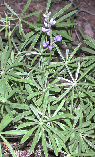 Longspur Lupine, Spur Lupine, Spurred Lupine: Lupinus arbustus (Synonyms: Lupinus amabilis, Lupinus arbustus ssp. arbustus, Lupinus arbustus ssp. arbustus var. arbustus, Lupinus arbustus ssp. arbustus var. montanus, Lupinus arbustus ssp. calcaratus, Lupinus arbustus ssp. neolaxiflorus, Lupinus arbustus ssp. pseudoparviflorus, Lupinus arbustus ssp. silvicola, Lupinus arbustus var. montanus, Lupinus argenteus ssp. argenteus var. laxiflorus, Lupinus argenteus var. laxiflorus, Lupinus caudatus, Lupinus caudatus var. submanes, Lupinus caudatus var. subtenellus, Lupinus laxiflorus, Lupinus laxiflorus ssp. laxiflorus, Lupinus laxiflorus var. calcaratus, Lupinus laxiflorus var. cognatus, Lupinus laxiflorus var. elmerianus, Lupinus laxiflorus var. laxiflorus, Lupinus laxiflorus var. lyleianus, Lupinus laxiflorus var. pseudoparviflorus, Lupinus laxiflorus var. silvicola, Lupinus lyleianus, Lupinus mucronulatus var. umatillensis, Lupinus sulphureus var. applegatianus)