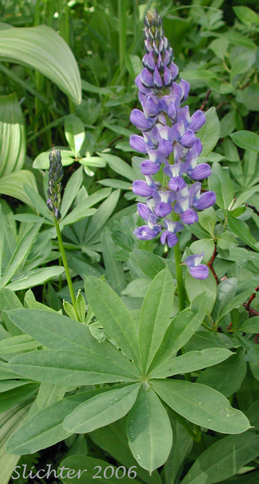 Arctic Lupine, Broadleaf Lupine, Cascade Lupine, Subalpine Lupine: Lupinus latifolius var. subalpinus (Synonym: Lupinus arcticus ssp. subalpinus)