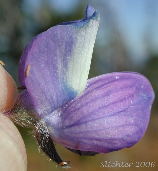 Close-up sideview of the flower of Subalpine Lupine, Broadleaf Lupine: Lupinus arcticus ssp. subalpinus (Synonym: Lupinus latifolius ssp. subalpinus)