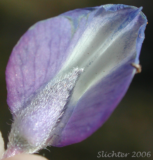 Close-up view of the back of the banner and upper calyx lobe of Subalpine Lupine, Broadleaf Lupine: Lupinus arcticus ssp. subalpinus (Synonym: Lupinus latifolius ssp. subalpinus)
