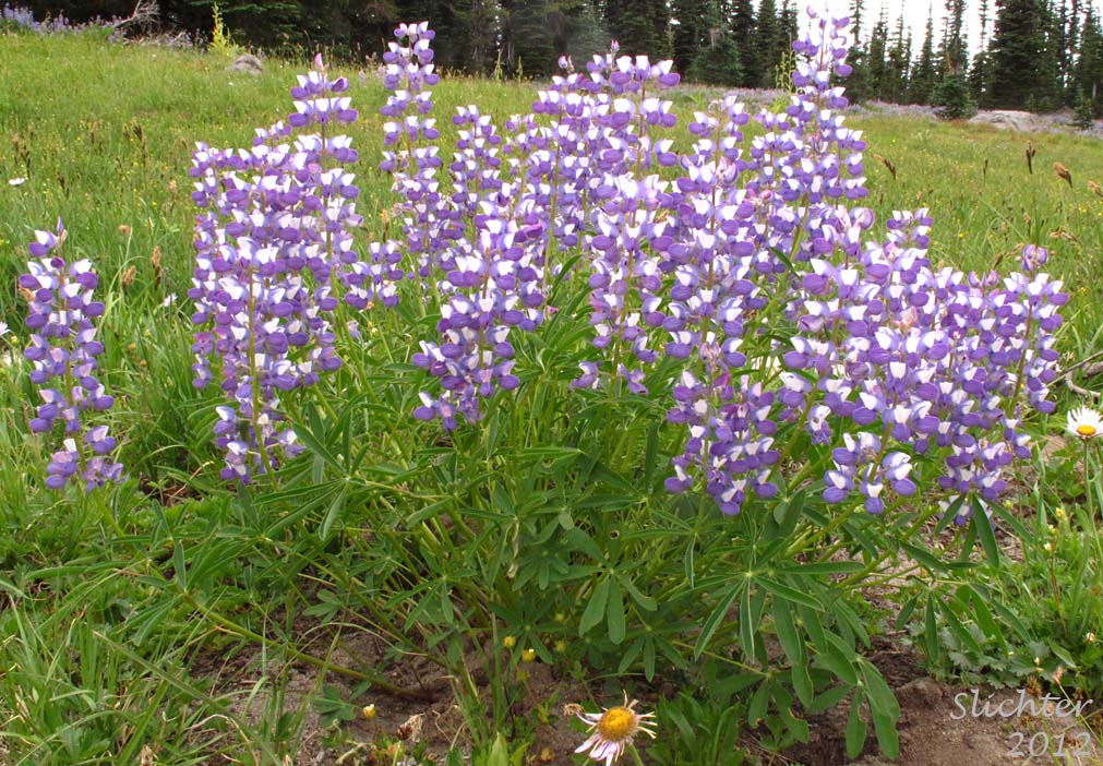 Subalpine Lupine, Broadleaf Lupine: Lupinus arcticus ssp. subalpinus (Synonym: Lupinus latifolius ssp. subalpinus)