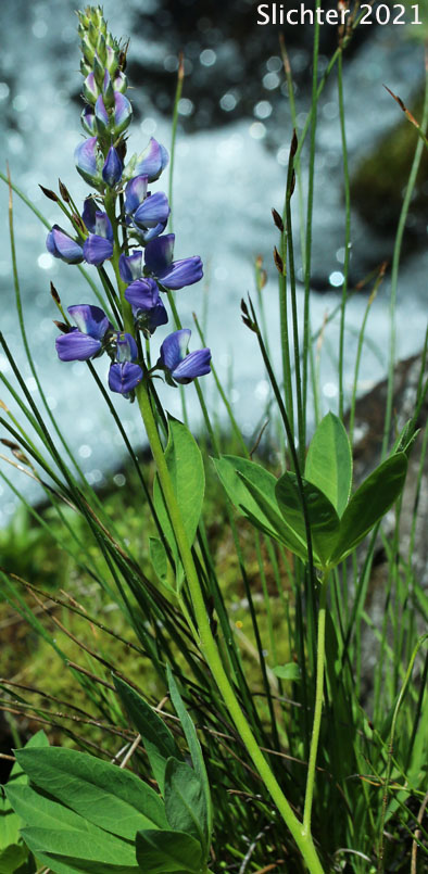 Arctic Lupine, Broadleaf Lupine, Cascade Lupine, Subalpine Lupine: Lupinus latifolius var. subalpinus (Synonyms: Lupinus arcticus ssp. subalpinus, Lupinus glacialis, Lupinus latifolius var. subalpinus, Lupinus subalpinus, Lupinus volcanicus, Lupinus volcanicus var. rupestricola)