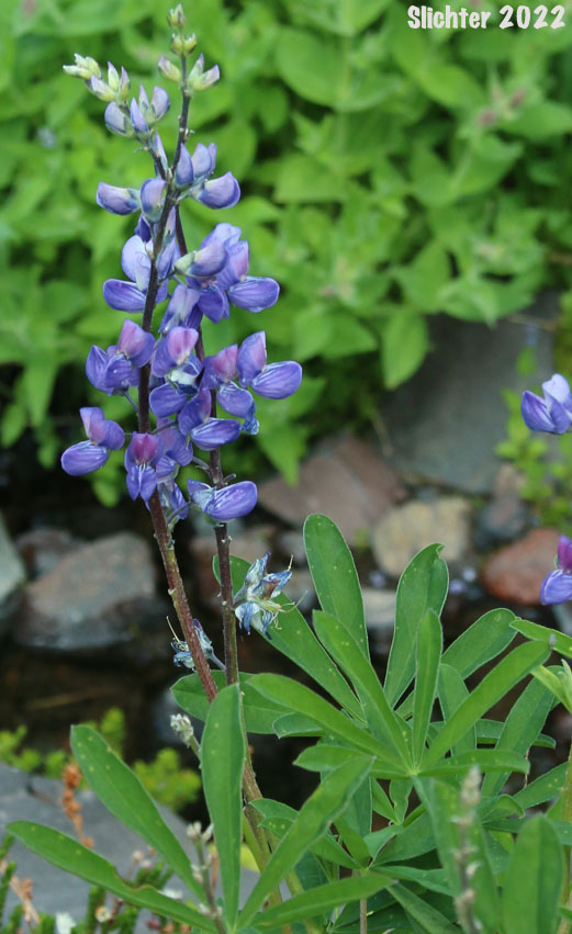 Arctic Lupine, Broadleaf Lupine, Cascade Lupine, Subalpine Lupine: Lupinus latifolius var. subalpinus (Synonyms: Lupinus arcticus ssp. subalpinus, Lupinus glacialis, Lupinus latifolius var. subalpinus, Lupinus subalpinus, Lupinus volcanicus, Lupinus volcanicus var. rupestricola)