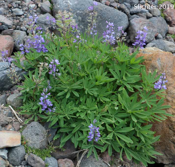 Subalpine Lupine, Broadleaf Lupine: Lupinus latifolius var. subalpinus (Synonyms: Lupinus arcticus ssp. subalpinus, Lupinus glacialis, Lupinus latifolius var. subalpinus, Lupinus subalpinus, Lupinus volcanicus, Lupinus volcanicus var. rupestricola)