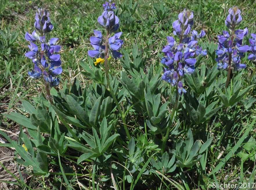 Subalpine Lupine, Broadleaf Lupine: Lupinus latifolius var. subalpinus (Synonyms: Lupinus arcticus ssp. subalpinus, Lupinus glacialis, Lupinus latifolius var. subalpinus, Lupinus subalpinus, Lupinus volcanicus, Lupinus volcanicus var. rupestricola)