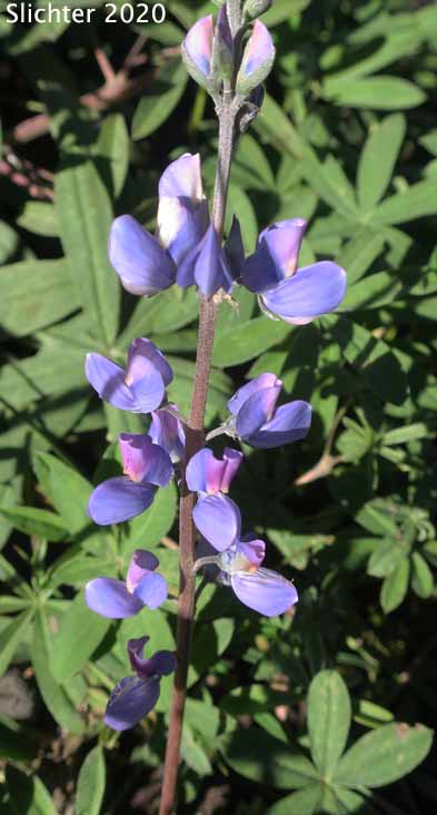 Raceme of Arctic Lupine, Broadleaf Lupine, Cascade Lupine, Subalpine Lupine: Lupinus latifolius var. subalpinus (Synonyms: Lupinus arcticus ssp. subalpinus, Lupinus glacialis, Lupinus latifolius var. subalpinus, Lupinus subalpinus, Lupinus volcanicus, Lupinus volcanicus var. rupestricola)