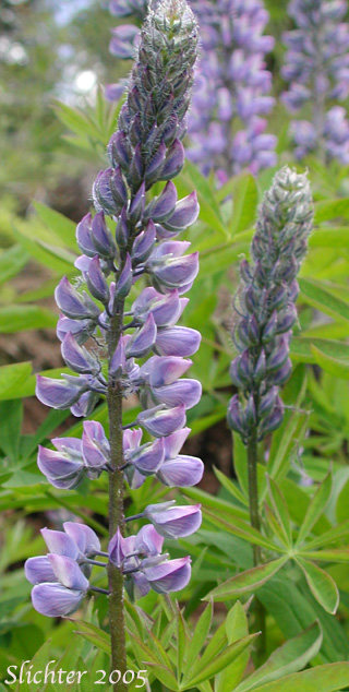 Inflorescence of Large-leaved Lupine, Many-leaved Lupine: Lupinus polyphyllus var. burkei (Synonym: Lupinus burkei ssp. burkei)