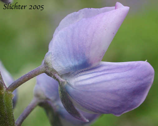Flower of Large-leaved Lupine, Many-leaved Lupine: Lupinus polyphyllus var. burkei (Synonym: Lupinus burkei ssp. burkei)