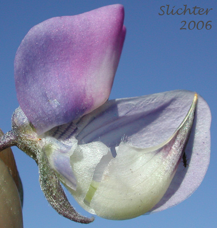 Flower of Large-leaved Lupine, Many-leaved Lupine: Lupinus polyphyllus var. burkei (Synonym: Lupinus burkei ssp. burkei)