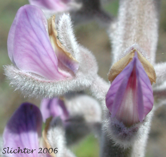 Flower of Velvet Lupine: Lupinus leucophyllus var. leucophyllus (Synonyms: Lupinus cyaneus, Lupinus enodatus, Lupinus forslingii, Lupinus holosericeus var. amblyophyllus, Lupinus leucophyllus ssp. leucophyllus, Lupinus leucophyllus var. belliae, Lupinus leucophyllus var. plumosus, Lupinus leucophyllus var. retrorsus, Lupinus macrostachys, Lupinus plumosus, Lupinus retrorsus)