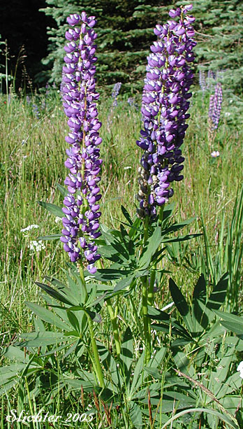 Bigleaf Lupine, Large-leaved Lupine, Many-leaved Lupine: Lupinus polyphyllus var. polyphyllus (Synonyms: Lupinus matanuskensis, Lupinus pseudopolyphyllus, Lupinus stationis)