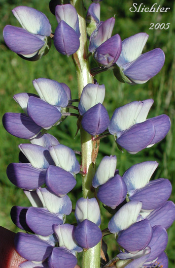 Close-up of a raceme of Bigleaf Lupine, Large-leaved Lupine, Many-leaved Lupine: Lupinus polyphyllus var. polyphyllus (Synonyms: Lupinus matanuskensis, Lupinus pseudopolyphyllus, Lupinus stationis)