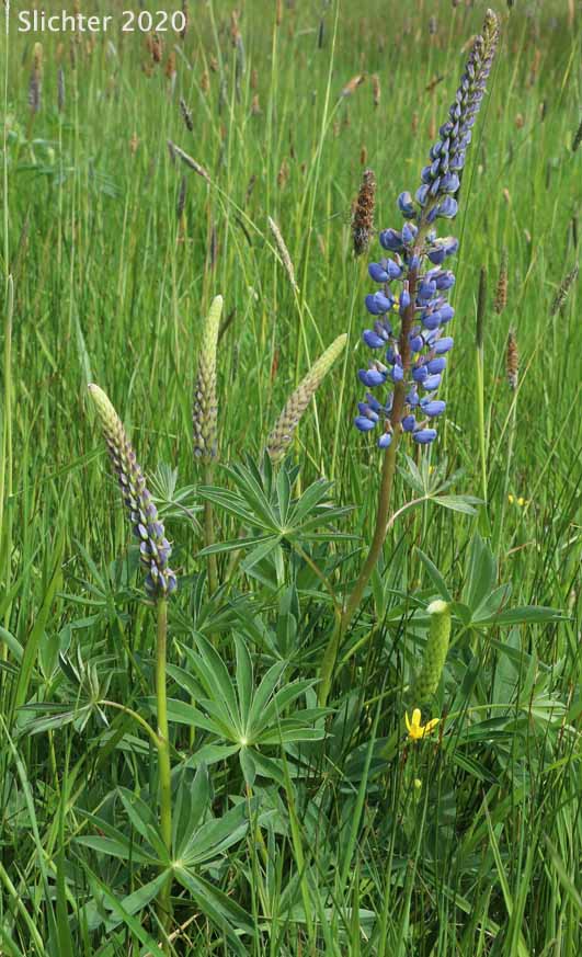 Bigleaf Lupine, Large-leaved Lupine, Many-leaved Lupine: Lupinus polyphyllus var. polyphyllus (Synonyms: Lupinus matanuskensis, Lupinus pseudopolyphyllus, Lupinus stationis)