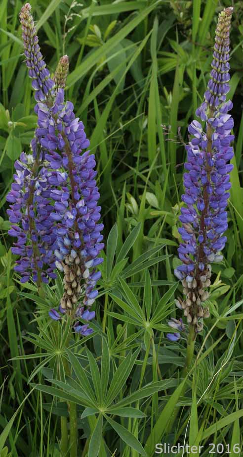 Bigleaf Lupine, Large-leaved Lupine, Many-leaved Lupine: Lupinus polyphyllus var. polyphyllus (Synonyms: Lupinus matanuskensis, Lupinus pseudopolyphyllus, Lupinus stationis)