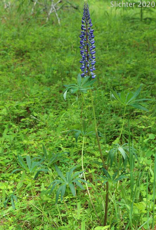 Bigleaf Lupine, Large-leaved Lupine, Many-leaved Lupine: Lupinus polyphyllus var. polyphyllus (Synonyms: Lupinus matanuskensis, Lupinus pseudopolyphyllus, Lupinus stationis)