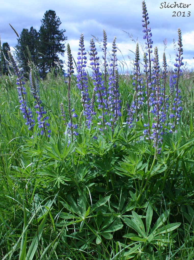 Bigleaf Lupine, Large-leaved Lupine, Many-leaved Lupine: Lupinus polyphyllus var. polyphyllus (Synonyms: Lupinus matanuskensis, Lupinus pseudopolyphyllus, Lupinus stationis)