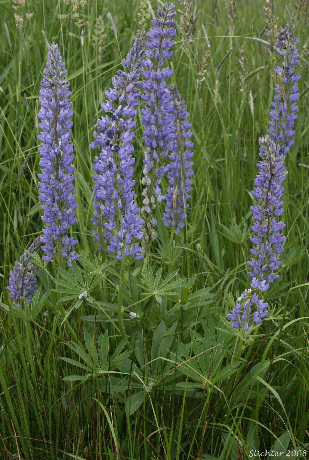 Bigleaf Lupine, Large-leaved Lupine, Many-leaved Lupine: Lupinus polyphyllus var. polyphyllus (Synonyms: Lupinus matanuskensis, Lupinus pseudopolyphyllus, Lupinus stationis)