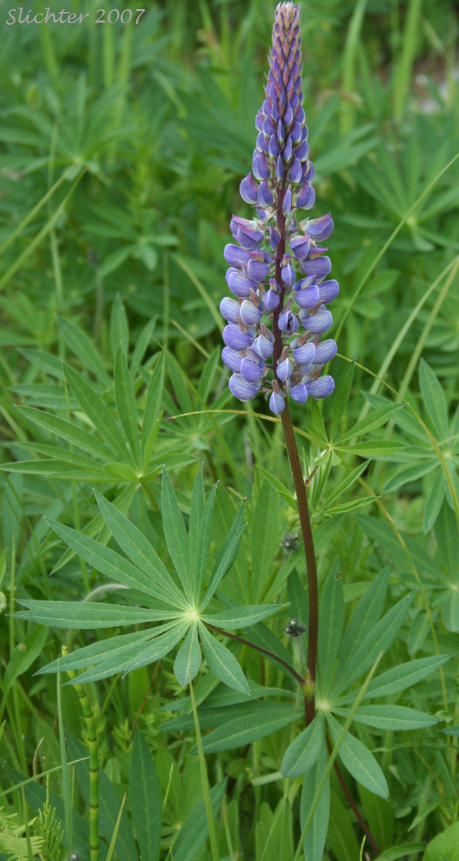 Bigleaf Lupine, Large-leaved Lupine, Many-leaved Lupine: Lupinus polyphyllus var. polyphyllus (Synonyms: Lupinus matanuskensis, Lupinus pseudopolyphyllus, Lupinus stationis)