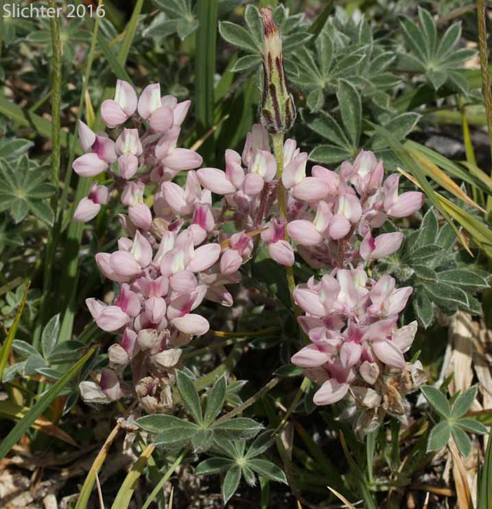Dwarf Lupine, Low Mt. Lupine, Prairie Lupine, Prostrate Lupine: Lupinus lepidus var. lobbii (Synonyms: Lupinus lepidus var. lobbii, Lupinus lyallii var. fruticulosus, Lupinus lyallii var. lobbii, Lupinus lyallii ssp. lyallii, Lupinus lyallii var. lyallii, Lupinus lyallii var. macroflorus, Lupinus lyallii ssp. minutifolius, Lupinus lyallii var. roguensis, Lupinus lyallii var. villosis, Lupinus minutifolius, Lupinus sellulus ssp. sellulus var. lobbii, Lupinus sellulus var. lobbii)